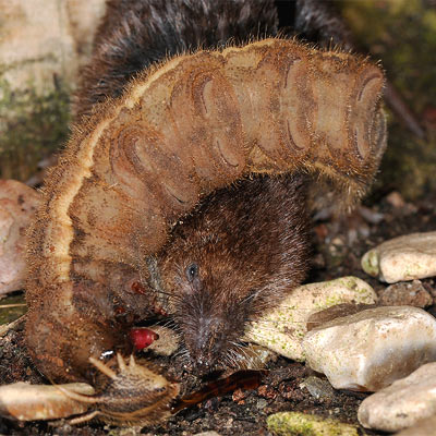 shrew.jpg