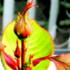 Rose Bud