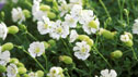 Silene maritima