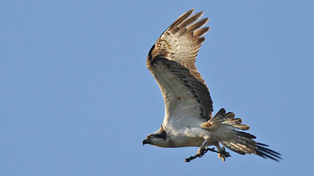 osprey_caernarfon.jpg