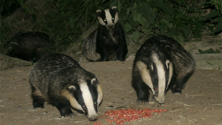 badgers_feeding.jpg