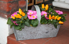Winter pots