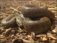 Smooth Snake