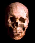 Human Skull