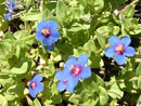 wild flowers
