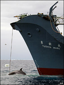 Whale_caught