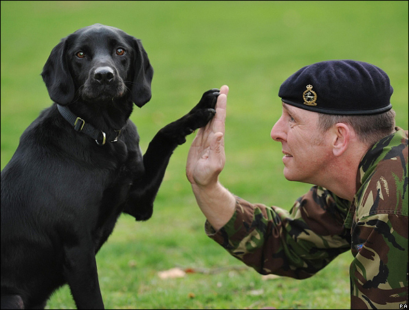 dog.595.jpg