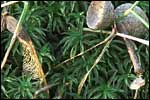 Acorn cup