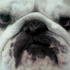 Will in Preston's dog 'Aston'