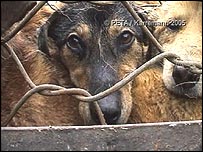 Cachorros
