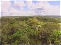 Floresta amazônica