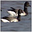 Migrating birds video
