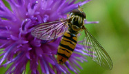 Marmalde Hoverfly by Buglife