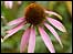 Pink flower
