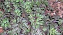 Anthriscus 'Ravenswing'