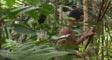kombai's video screenshot thumbnail
