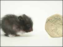 Hamster
