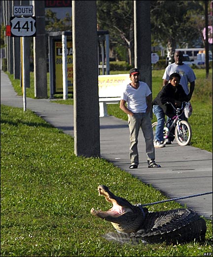 alligator_afp.jpg
