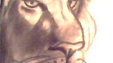 A lion's pride...