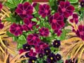 QVC Planting Plan