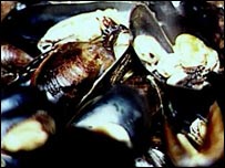 Bowl of mussels