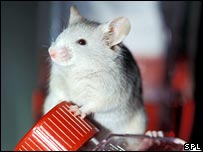 rato
