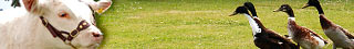 More from the Royal Highland Show 2011
