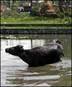 Buffalo