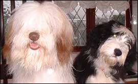 Bramble and Scooby