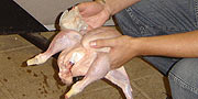 Recipe for perfect sound FX: take a chicken...