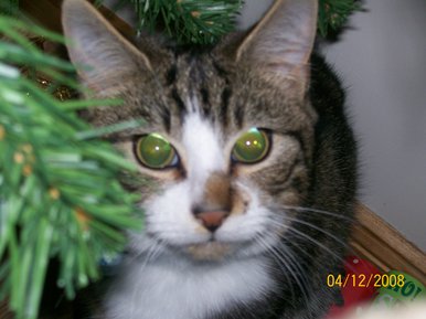 Little jinxy