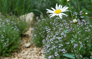 Dry garden