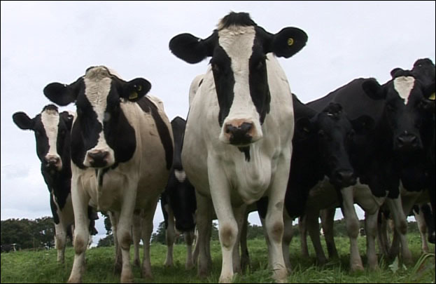 cow_close.jpg