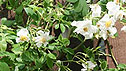 Rose multiflora 'Rambling Rector'