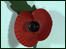 Paper poppy