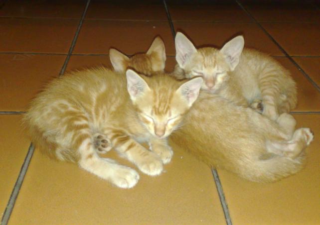 the sleepy sisters