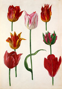 Print from the Lindley Library