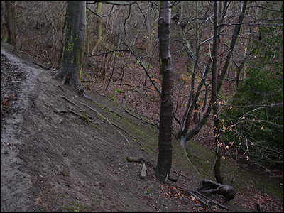 Eston Woods