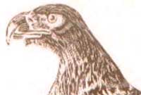 Pen yr eryr