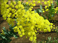 Acacia Dealbata