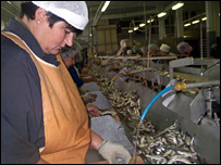 sprats203.jpg