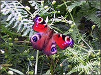 butterfly