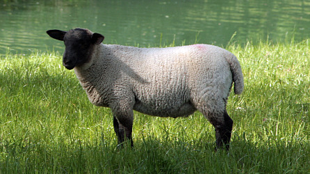 Lamb