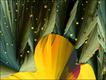 Foto: John Hart/Nikon Small World