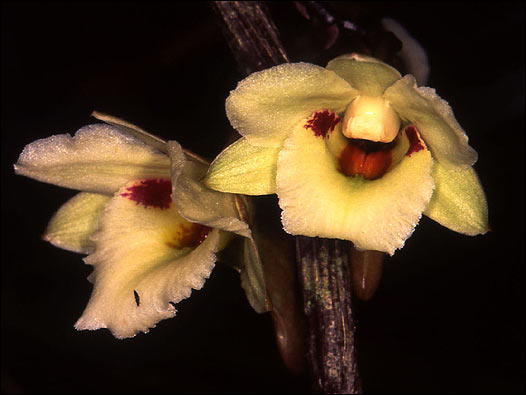 Dendrobuim chewii. Foto: Kew Gardens