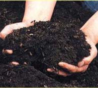 mulch