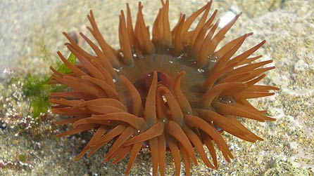 beadlet_anemone_gwylan.jpg