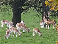 10_deer.jpg