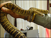 Snake