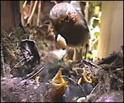 Robins in the nest